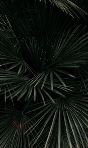 Preview wallpaper leaves, palm, tropical, branches, dark green, plant