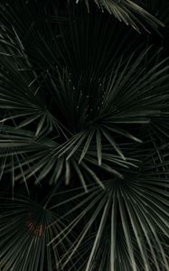 Preview wallpaper leaves, palm, tropical, branches, dark green, plant