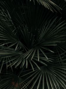 Preview wallpaper leaves, palm, tropical, branches, dark green, plant