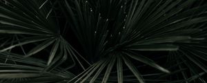 Preview wallpaper leaves, palm, tropical, branches, dark green, plant