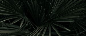 Preview wallpaper leaves, palm, tropical, branches, dark green, plant