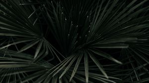 Preview wallpaper leaves, palm, tropical, branches, dark green, plant