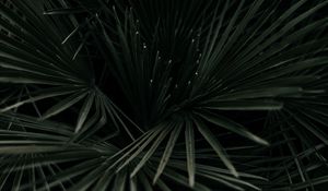Preview wallpaper leaves, palm, tropical, branches, dark green, plant