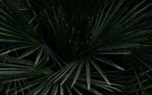 Preview wallpaper leaves, palm, tropical, branches, dark green, plant