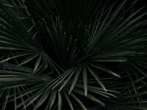 Preview wallpaper leaves, palm, tropical, branches, dark green, plant