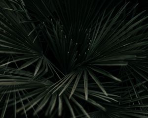 Preview wallpaper leaves, palm, tropical, branches, dark green, plant