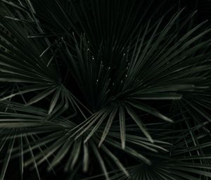 Preview wallpaper leaves, palm, tropical, branches, dark green, plant