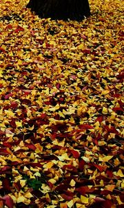 Preview wallpaper leaves, park, foliage, autumn, fallen
