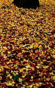 Preview wallpaper leaves, park, foliage, autumn, fallen