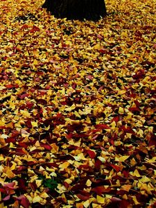 Preview wallpaper leaves, park, foliage, autumn, fallen