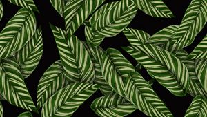 Preview wallpaper leaves, patterns, texture, green, black