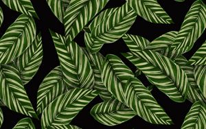 Preview wallpaper leaves, patterns, texture, green, black