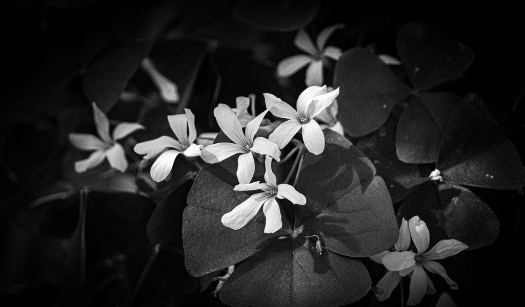 1024x600 Wallpaper leaves, petals, flowers, plants, dark, bw