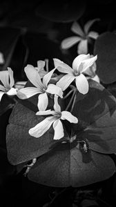 Preview wallpaper leaves, petals, flowers, plants, dark, bw