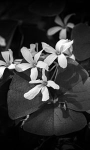 Preview wallpaper leaves, petals, flowers, plants, dark, bw