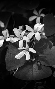 Preview wallpaper leaves, petals, flowers, plants, dark, bw