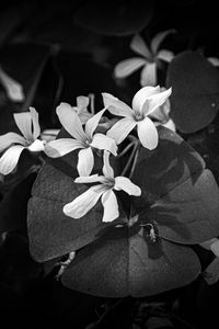 Preview wallpaper leaves, petals, flowers, plants, dark, bw