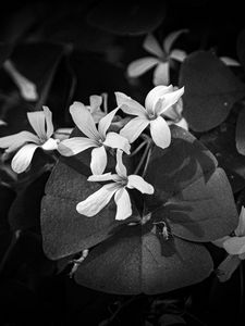Preview wallpaper leaves, petals, flowers, plants, dark, bw