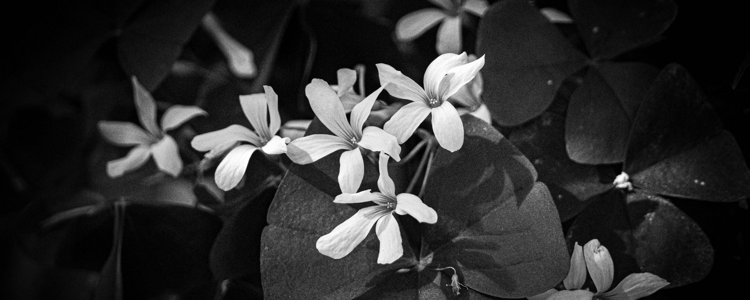 2560x1024 Wallpaper leaves, petals, flowers, plants, dark, bw
