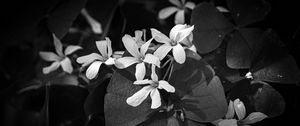 Preview wallpaper leaves, petals, flowers, plants, dark, bw