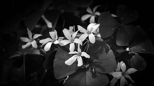 Preview wallpaper leaves, petals, flowers, plants, dark, bw