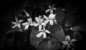 Preview wallpaper leaves, petals, flowers, plants, dark, bw