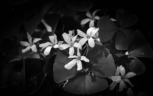 Preview wallpaper leaves, petals, flowers, plants, dark, bw