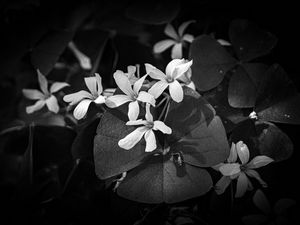Preview wallpaper leaves, petals, flowers, plants, dark, bw