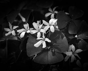 Preview wallpaper leaves, petals, flowers, plants, dark, bw