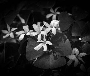 Preview wallpaper leaves, petals, flowers, plants, dark, bw