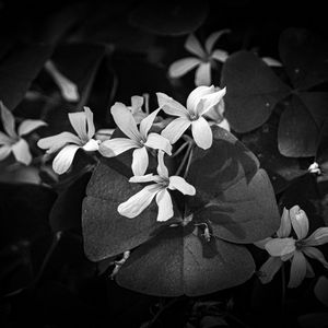 Preview wallpaper leaves, petals, flowers, plants, dark, bw