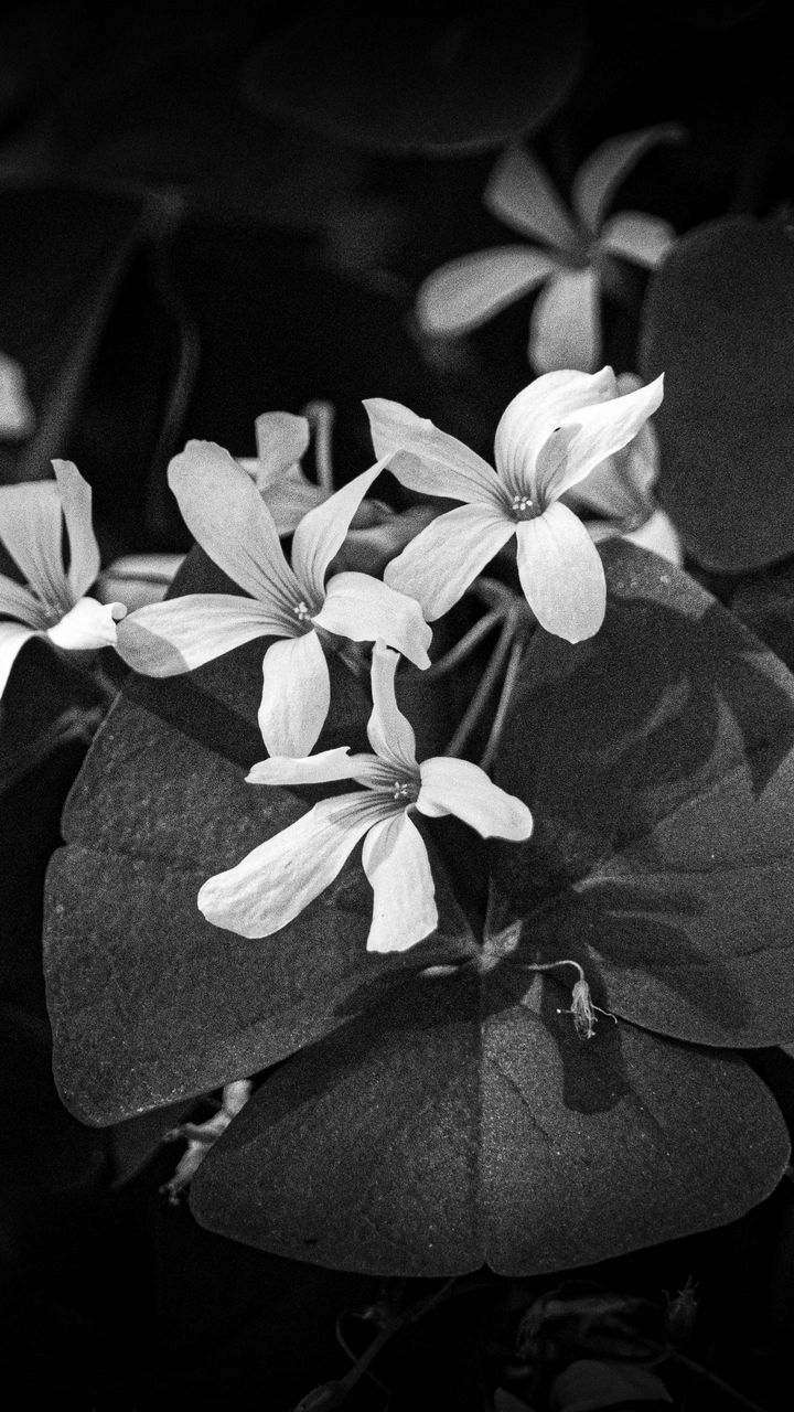 720x1280 Wallpaper leaves, petals, flowers, plants, dark, bw