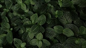 Preview wallpaper leaves, plant, aerial view, green