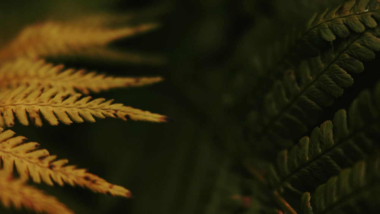 Wallpaper leaves, plant, autumn, yellow, blur