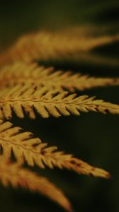 Preview wallpaper leaves, plant, autumn, yellow, blur