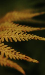 Preview wallpaper leaves, plant, autumn, yellow, blur