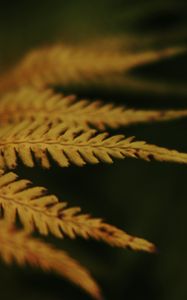 Preview wallpaper leaves, plant, autumn, yellow, blur