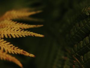 Preview wallpaper leaves, plant, autumn, yellow, blur