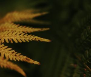 Preview wallpaper leaves, plant, autumn, yellow, blur