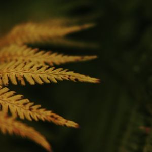 Preview wallpaper leaves, plant, autumn, yellow, blur