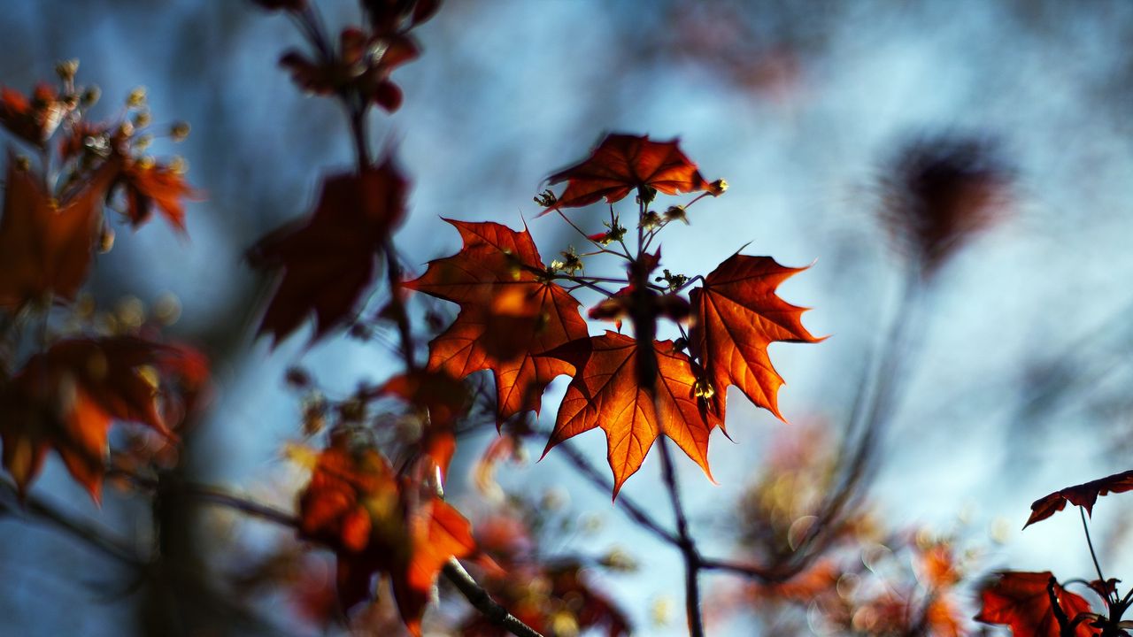 Wallpaper leaves, plant, autumn, maple