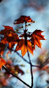 Preview wallpaper leaves, plant, autumn, maple