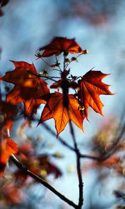 Preview wallpaper leaves, plant, autumn, maple