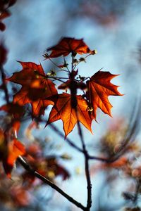 Preview wallpaper leaves, plant, autumn, maple