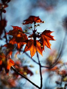 Preview wallpaper leaves, plant, autumn, maple