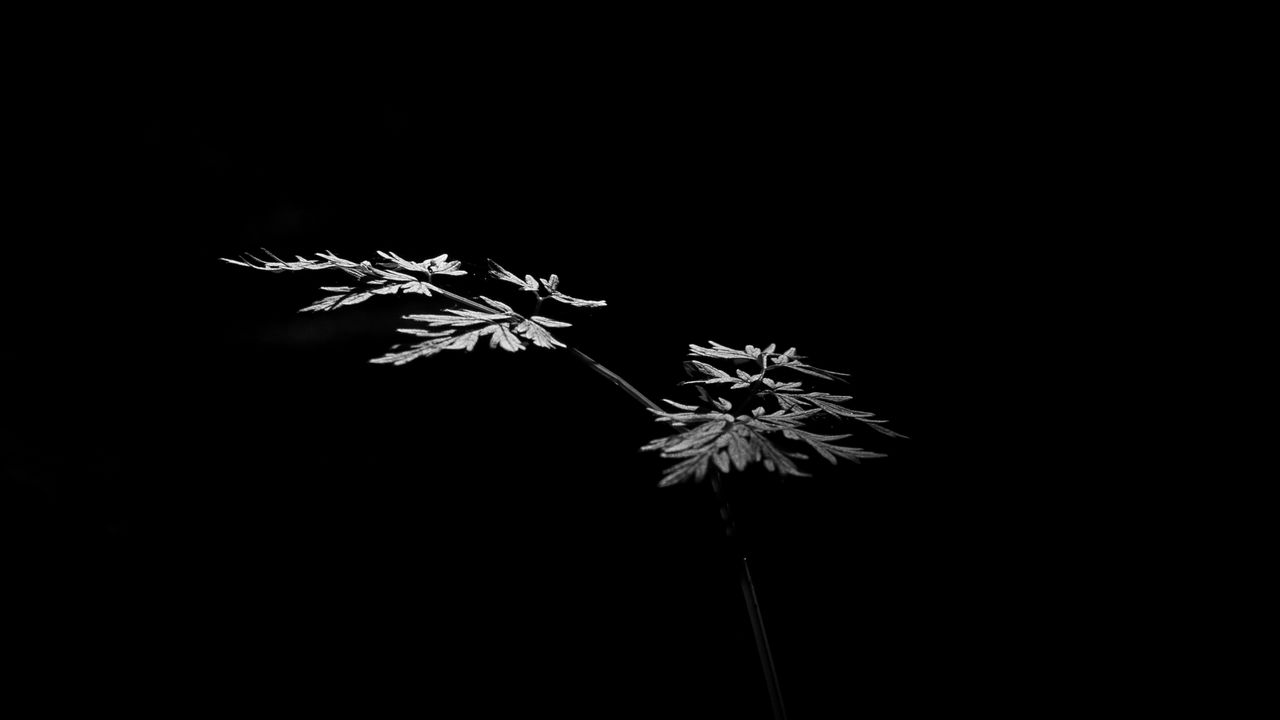 Wallpaper leaves, plant, black and white, black hd, picture, image