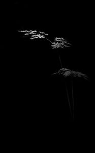 Preview wallpaper leaves, plant, black and white, black