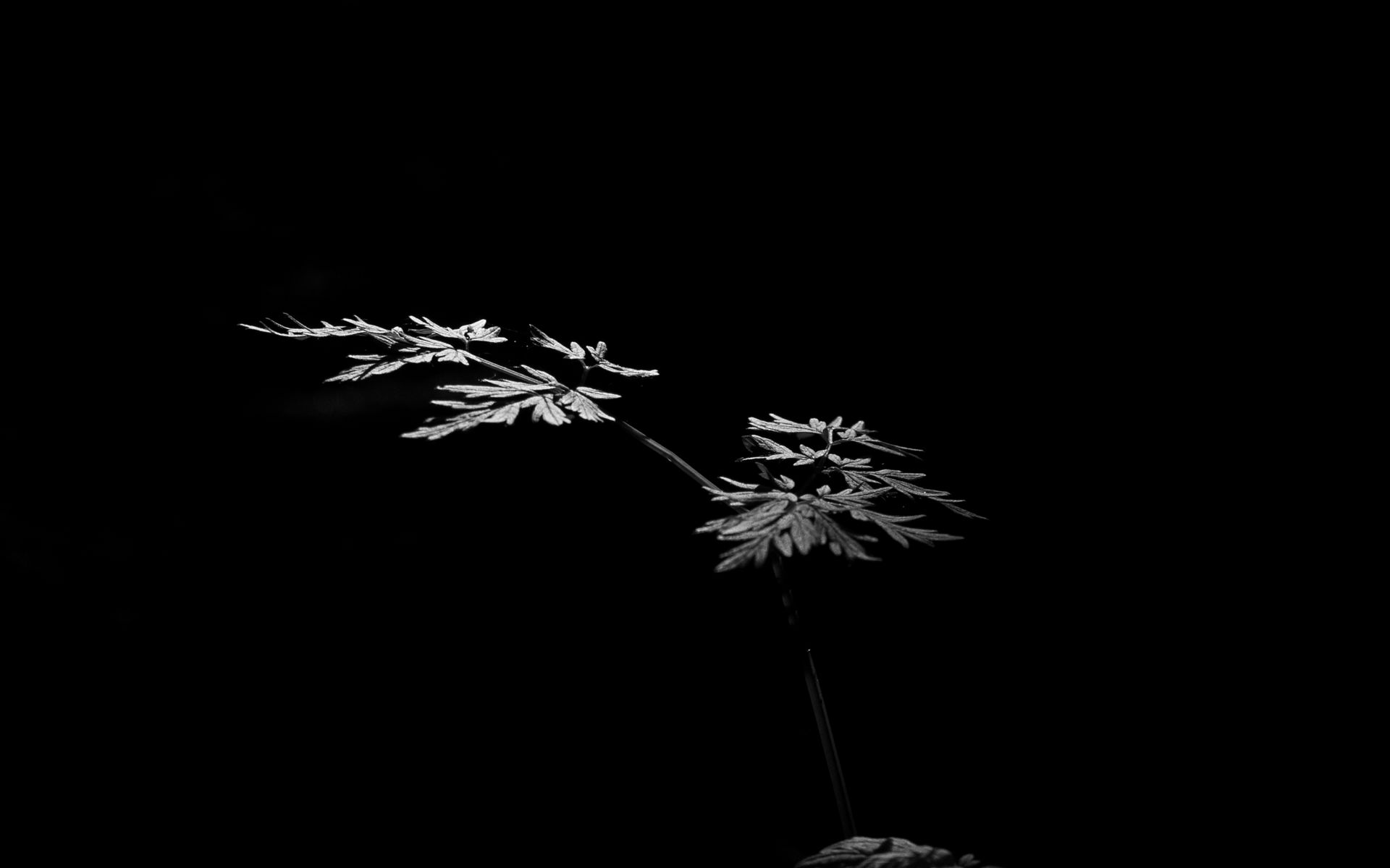 Download wallpaper 1920x1200 leaves, plant, black and white, black