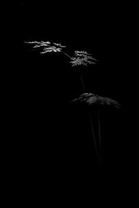 Preview wallpaper leaves, plant, black and white, black