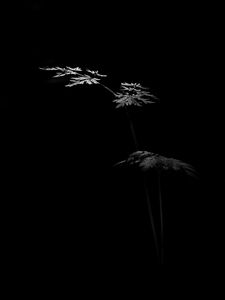 Preview wallpaper leaves, plant, black and white, black